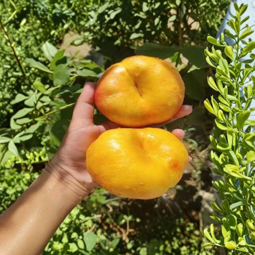 Golden Pan 99 Peach Tree | Live Grafted Bare Root Peach Seedling | Sweet Yellow Peach
