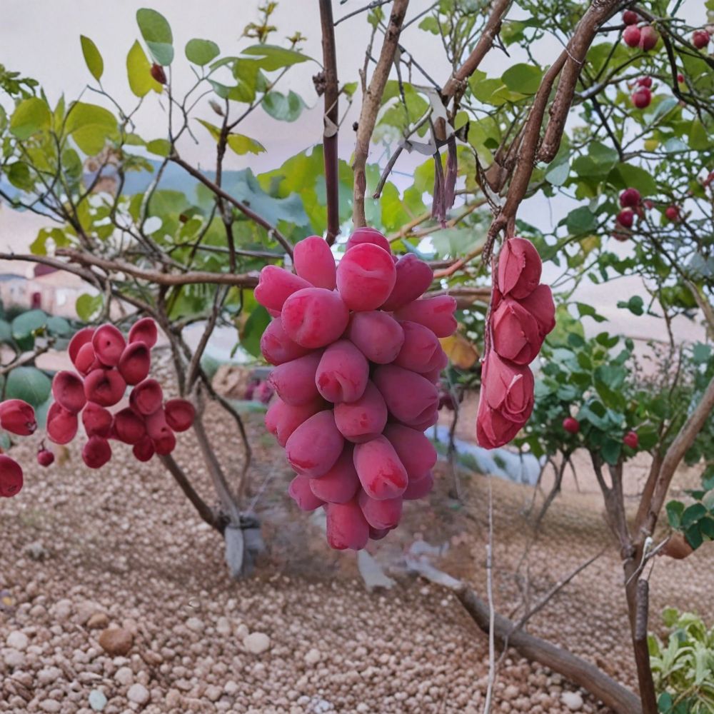 Roman Beauty Grape Vine – Live Grafted Bare Root Japanese Table Grape | Sweet Crisp Fruit Vine 16–18 Inch
