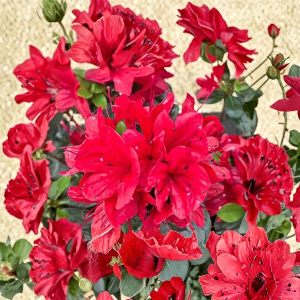 Azalea ‘Hino Sunrise’ Semi Evergreen Shrub | Bright Orange Spring Blooms | Hardy Container Plant
