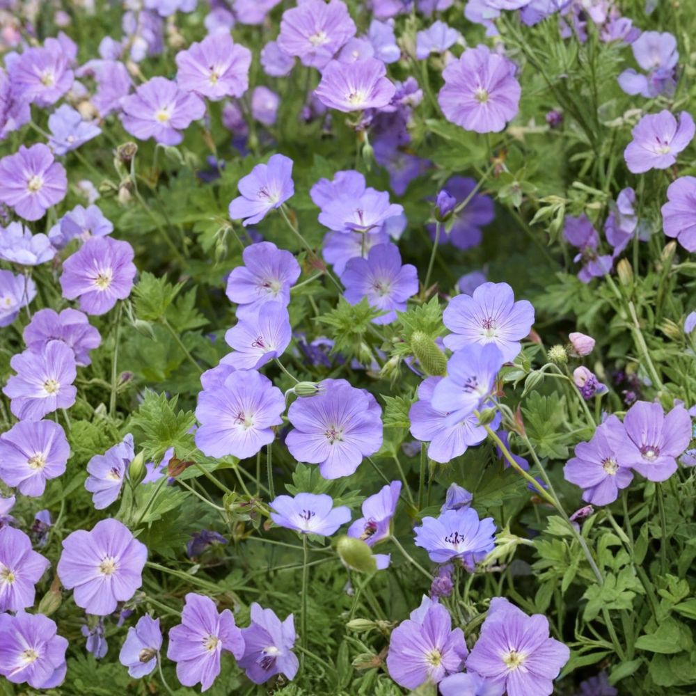 Geranium ‘Rozanne’ – 2 Live Potted Plants | Hardy Perennial Cranesbill with Long-Blooming Purple Flowers