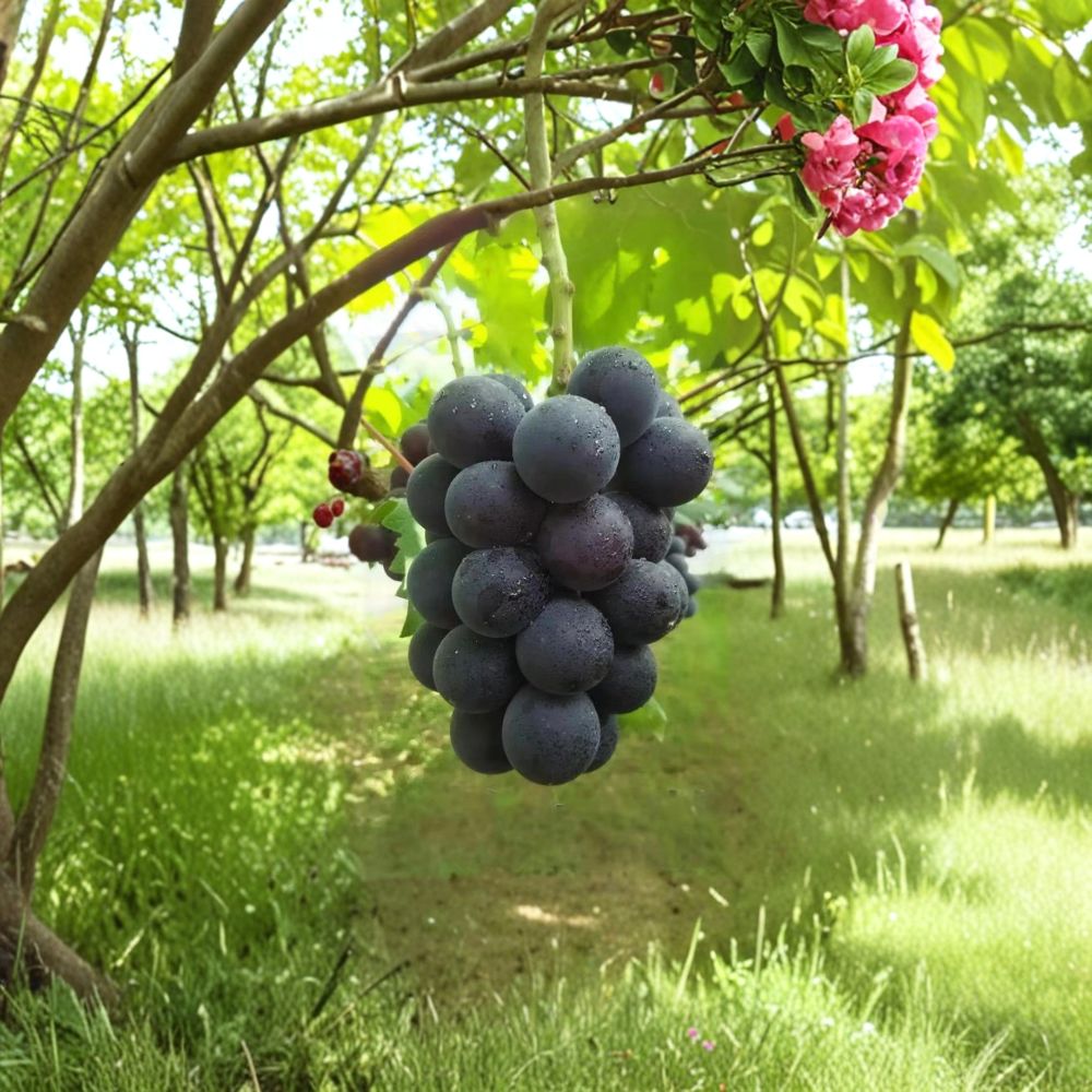 Fujiminori Grape Vine – Live Grafted Bare Root Plant | Japanese Giant Table Grape