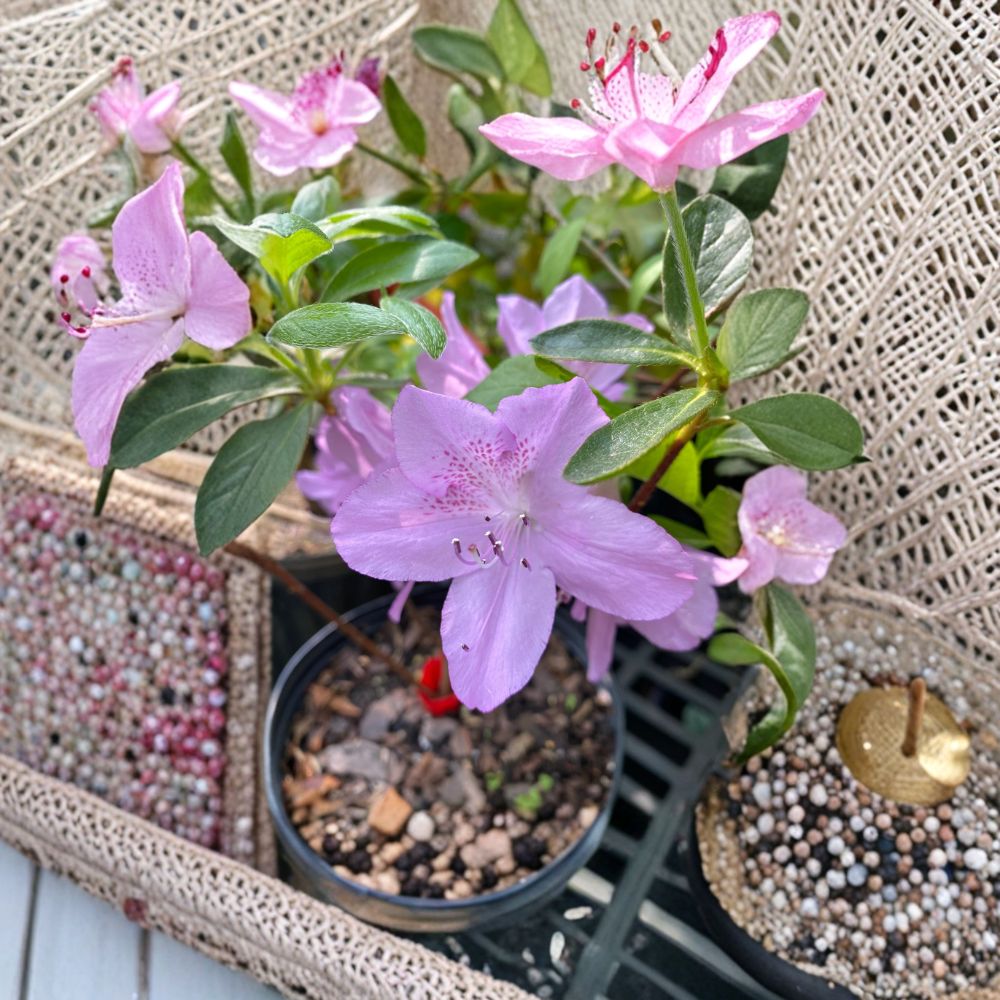 Korean Azalea Poukhanense – Cold Hardy Evergreen Shrub with Lavender Blooms | 1 Gallon Pot