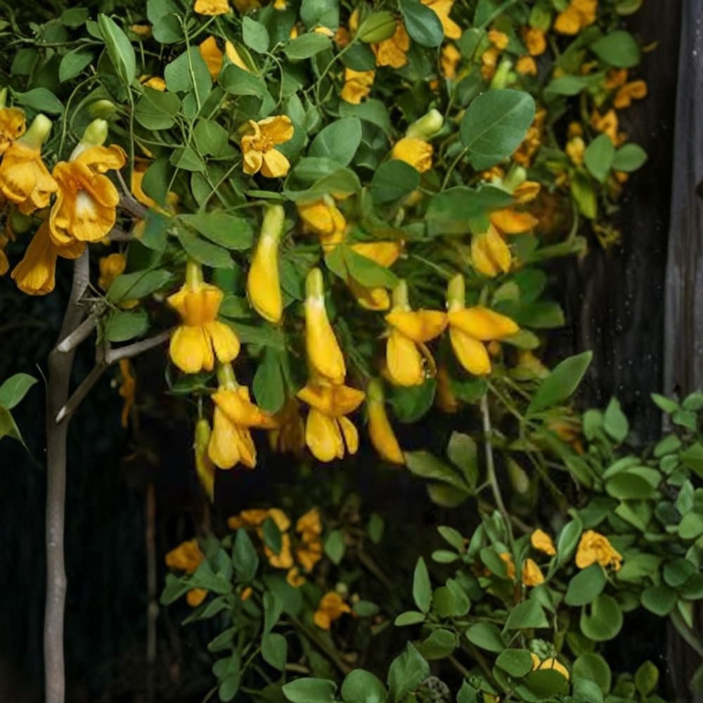 Caragana arborescens Siberian Pea Shrub Live Cuttings - Set of 5 Alaska Grown Nitrogen Fixing Shrubs