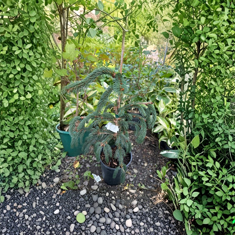 Weeping Blue Norway Spruce – 12 Inch Tall Live Evergreen in 1 Gallon Pot | Picea abies Cascading Blue Spruce