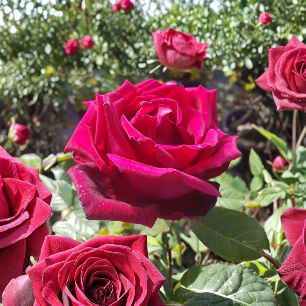 TRAVIATA Rose - Fragrant Deep Red Hybrid Tea Rose Live Plant | 1 Gallon