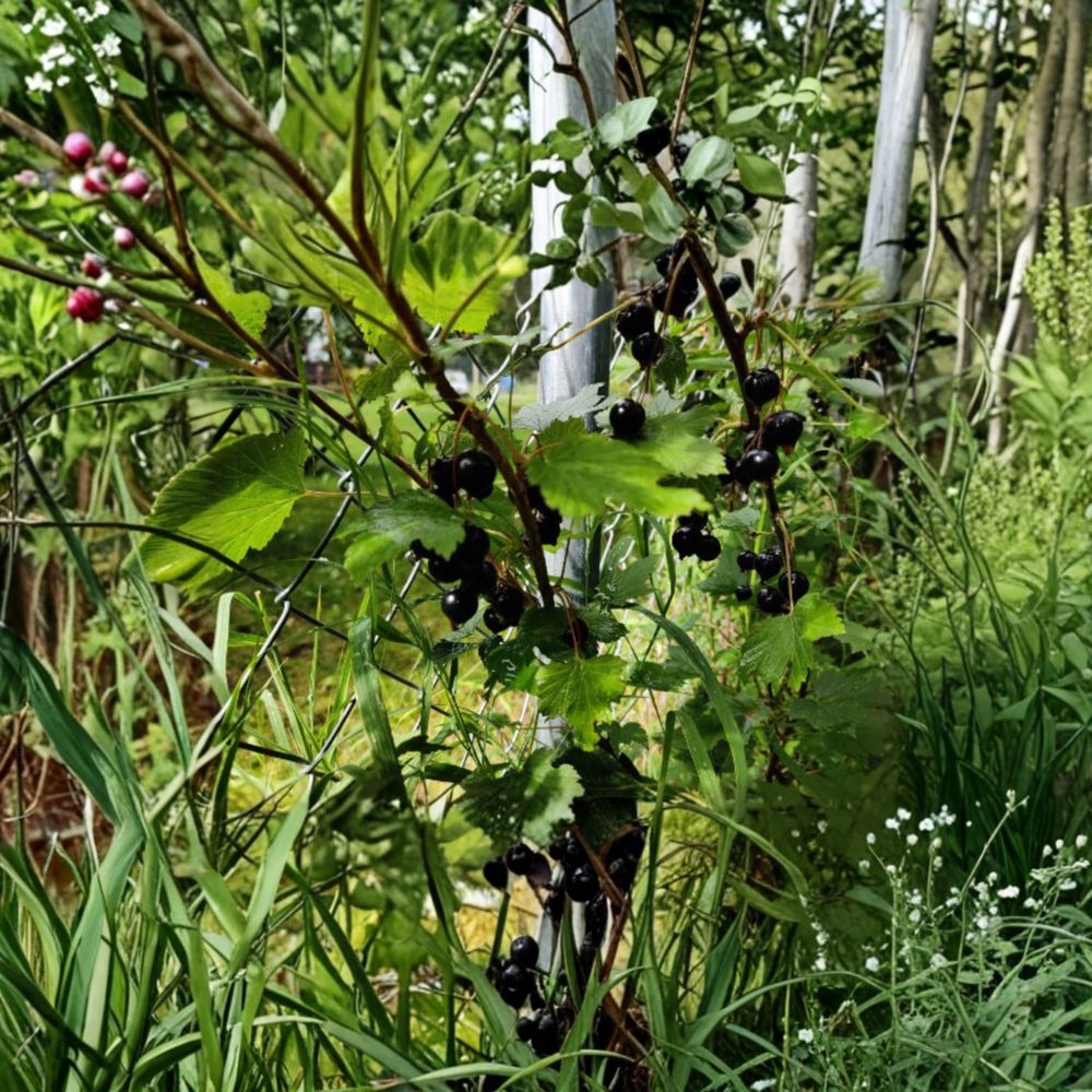 Black Currant Seeds - 25 Alaska Proven Mixed Varieties | Ribes spp. | Cold Hardy Fruit Shrub