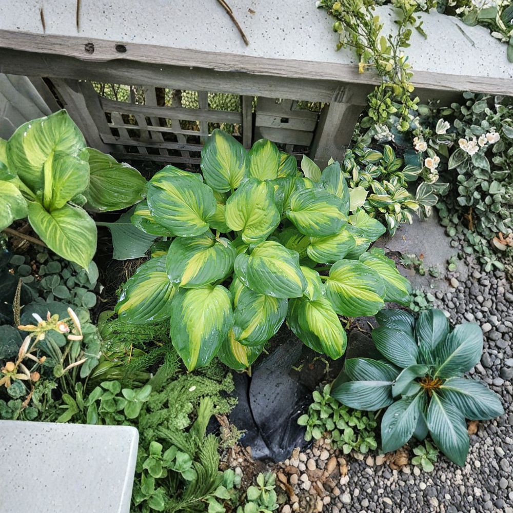 Hosta ‘Cathedral Windows’ – Bare Root Large Gold & Green Shade Perennial with Fragrant Flowers