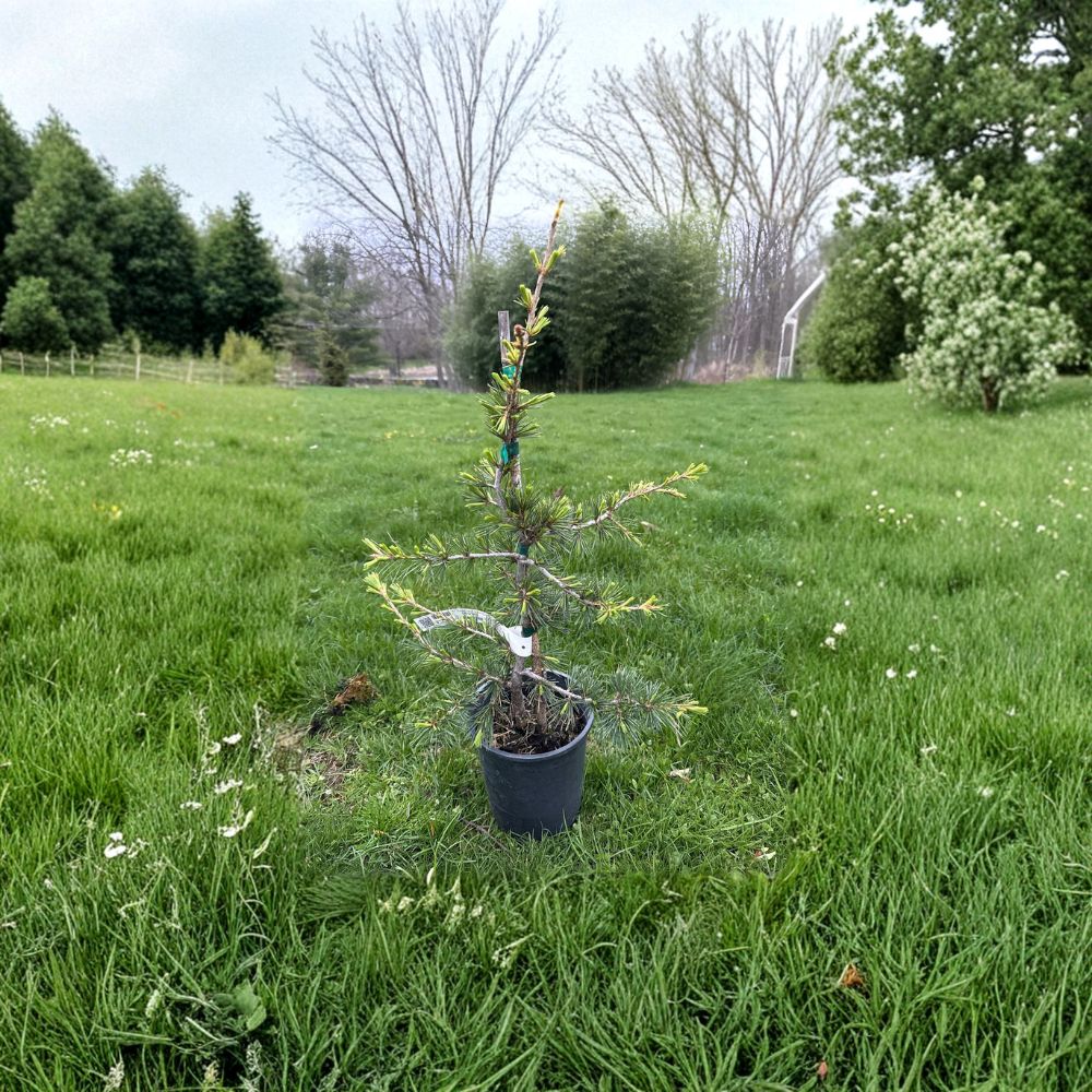 Beacon Hill Cedar of Lebanon - 18 Inch Tall Live Columnar Evergreen | 1 Gallon Pot | Cedrus libani Upright Cedar Tree