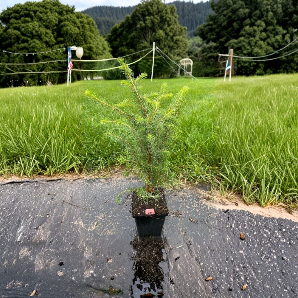 Serbian Spruce Picea omorika - 10 Inch Tall Evergreen Conifer in 4 Inch Pot