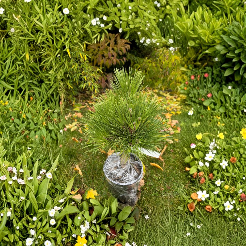 Pinus thunbergii 'Whiskey Hill Thundercloud' – 12 Inch Japanese Black Pine Evergreen Conifer in 1 Gallon Pot