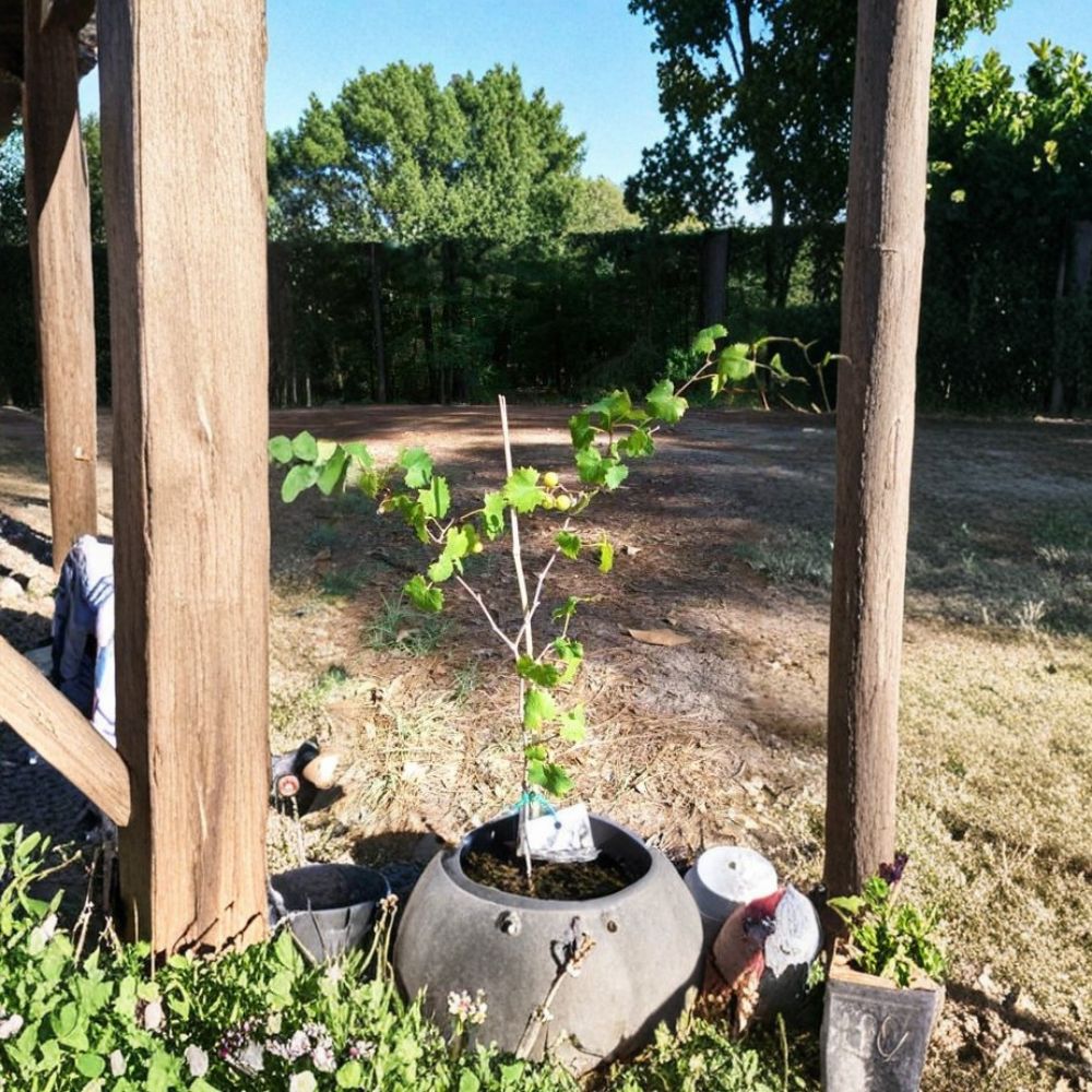 Bronze Summit Muscadine Grape Vine – 3 Gallon Live Plant | Female Variety Requires Pollinator