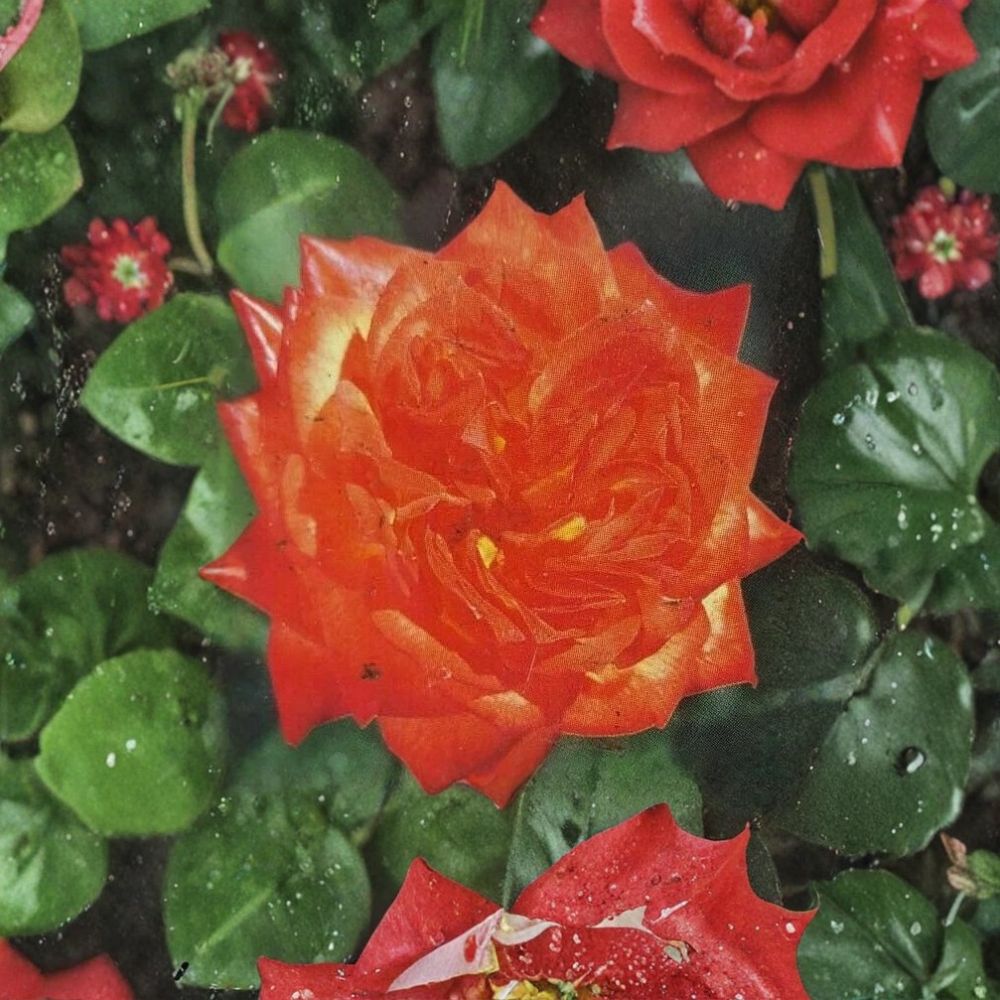 Charisma Floribunda Rose – 3 Gallon Live Bush Plant with Red Orange Yellow Blooms