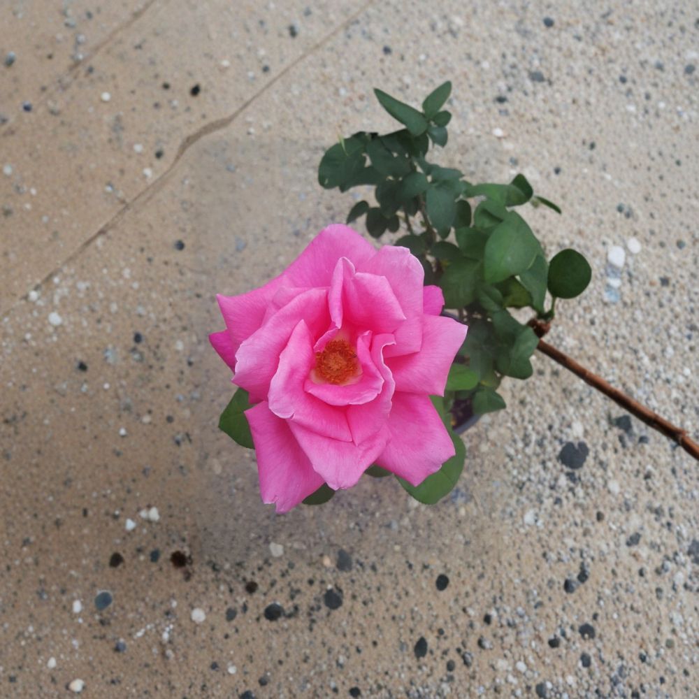 Perfume Delight Hybrid Tea Rose - 1 Gallon Live Bush Plant with Fragrant Pink Blooms