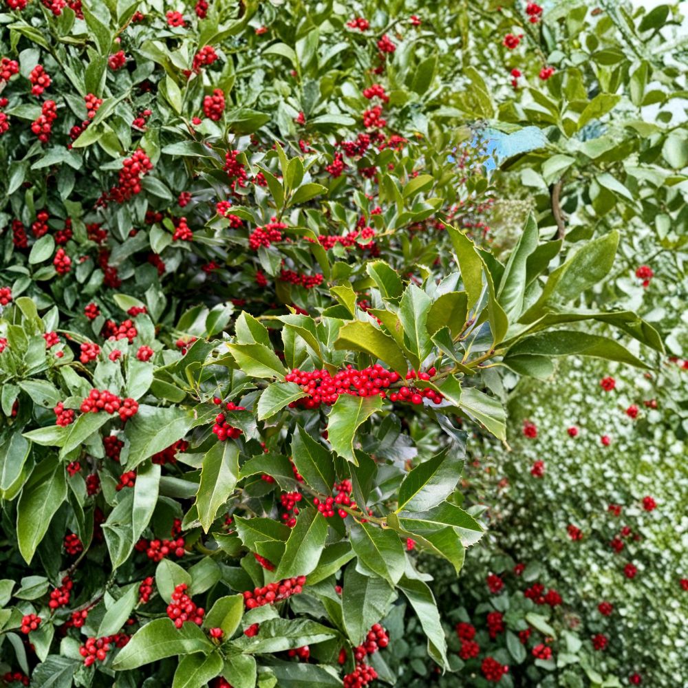 Wirt L. Winn Koehne Holly - Evergreen Holly Tree with Red Berries | 1 Gallon Pot