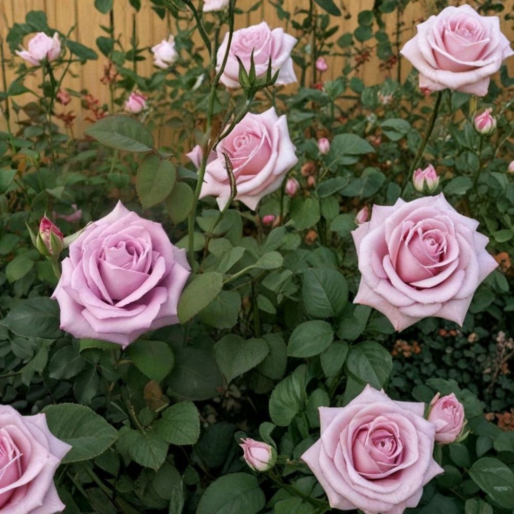 Blue Girl Hybrid Tea Rose – Mauve Lavender Live Bush Plant | 3 Gallon Size