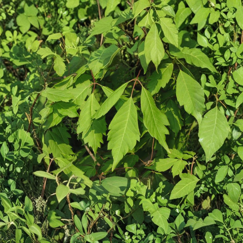 Acer cissifolium Ivy-Leafed Maple Tree Live Plant | 12 Inch Tall in 4 Inch Pot | Rare Ornamental Maple
