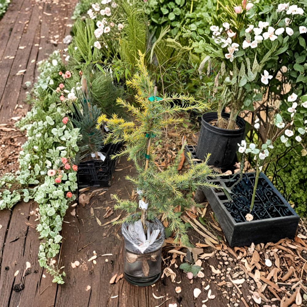 Cedrus deodara 'Gold Cascade' – 12 Inch Golden Weeping Deodar Cedar in 1 Gallon Pot
