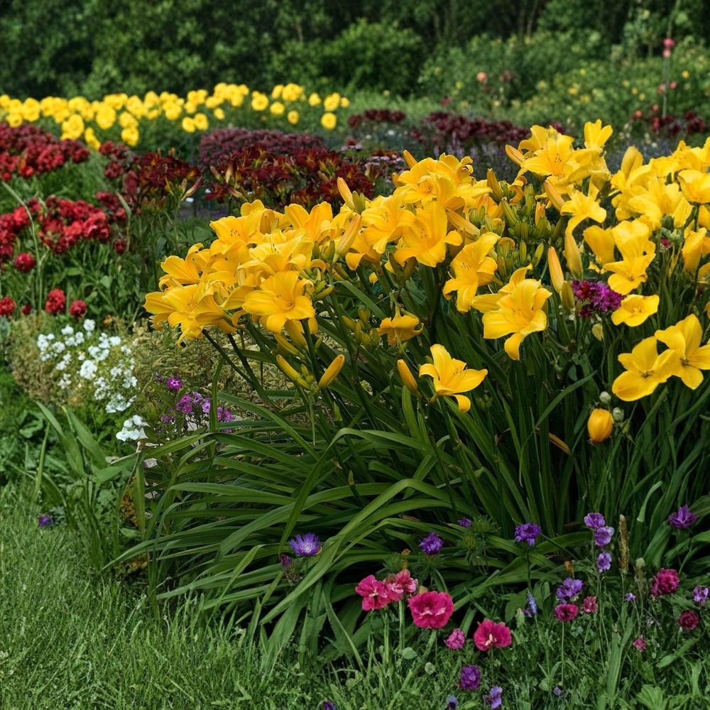 Hemerocallis 'Buttered Popcorn' Daylily – 3 Bare Root Plants | Fragrant Reblooming Perennial