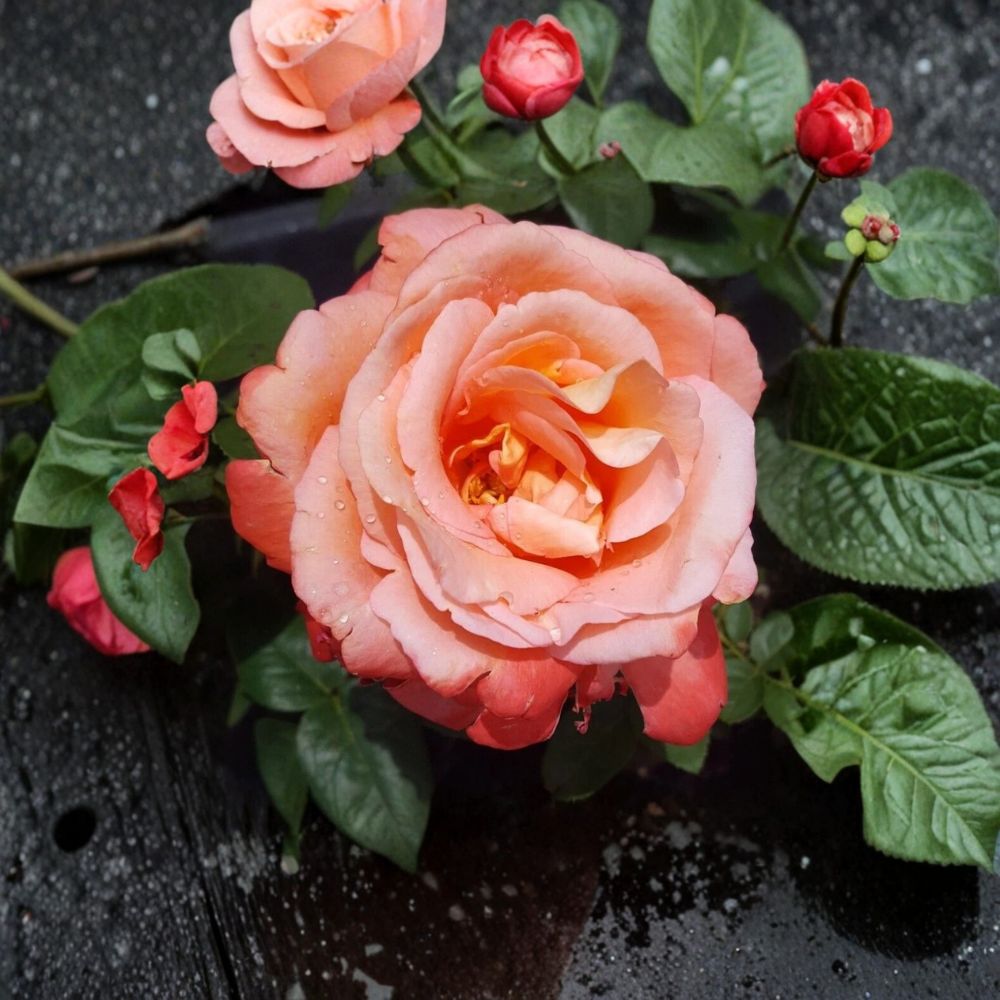 Voodoo Hybrid Tea Rose Live Plant - 5 Gallon Orange & Yellow Fragrant Rose Bush
