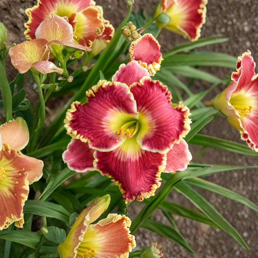 Hemerocallis 'Born to Run' Daylily – 3 Bare Root Plants with Rosy Red Ruffled Blooms