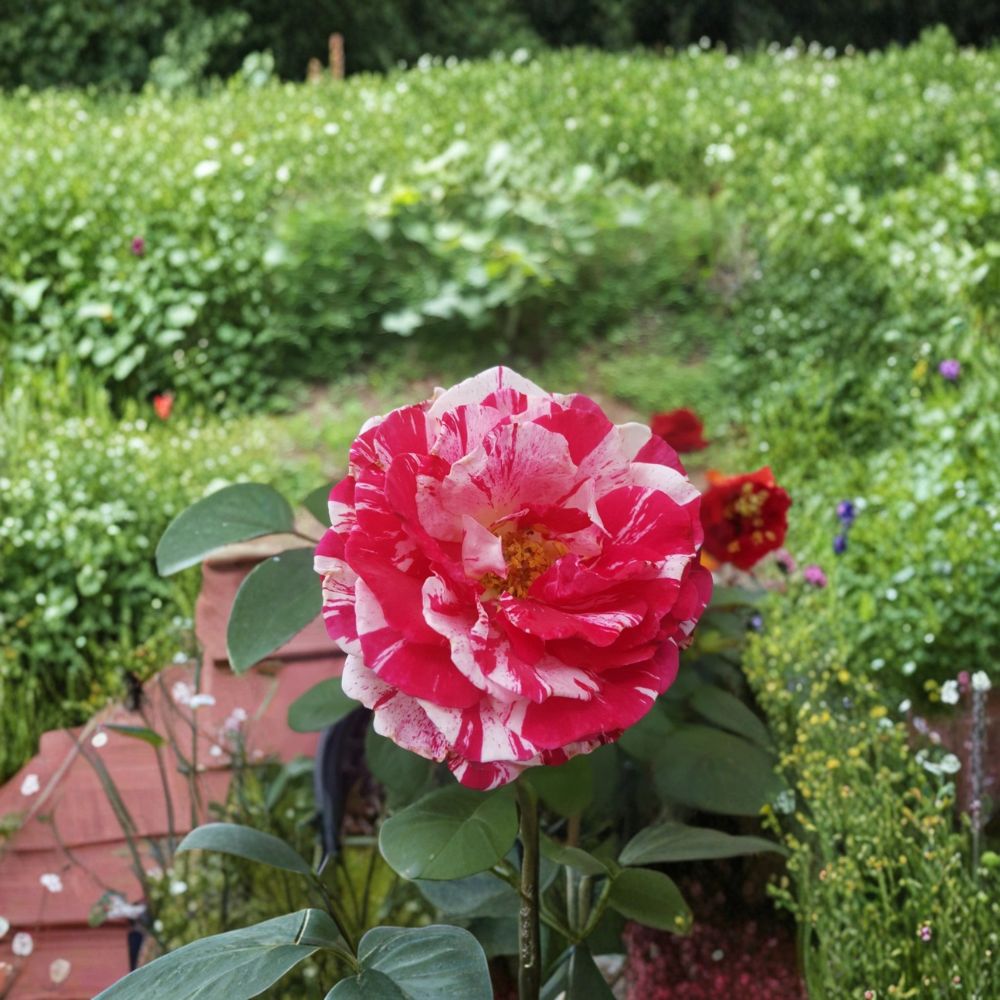 Scentimental Floribunda Rose – 2 Gallon Live Bush Plant with Striped Fragrant Blooms
