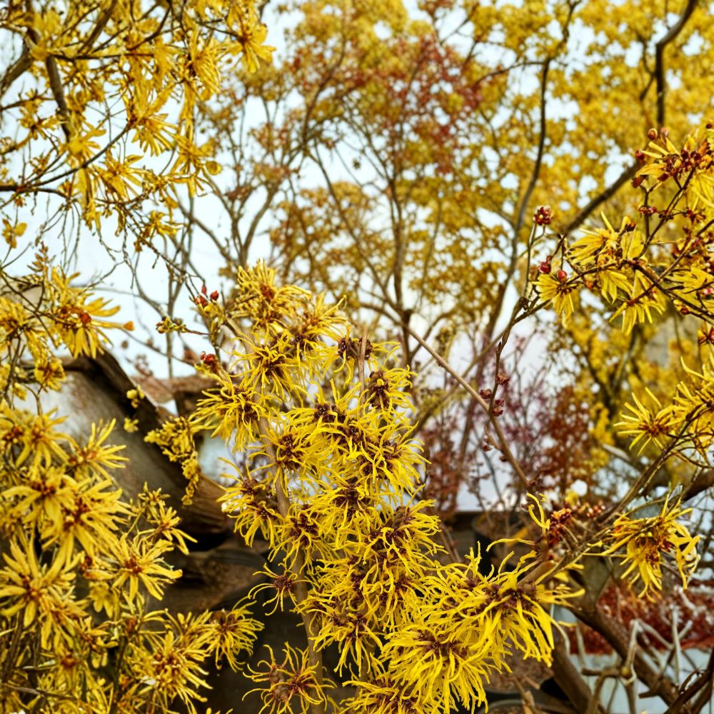 Hamamelis x intermedia 'Ripe Corn' Witch Hazel Live Plant | 12 Inch 1-Year Graft | Winter Blooms