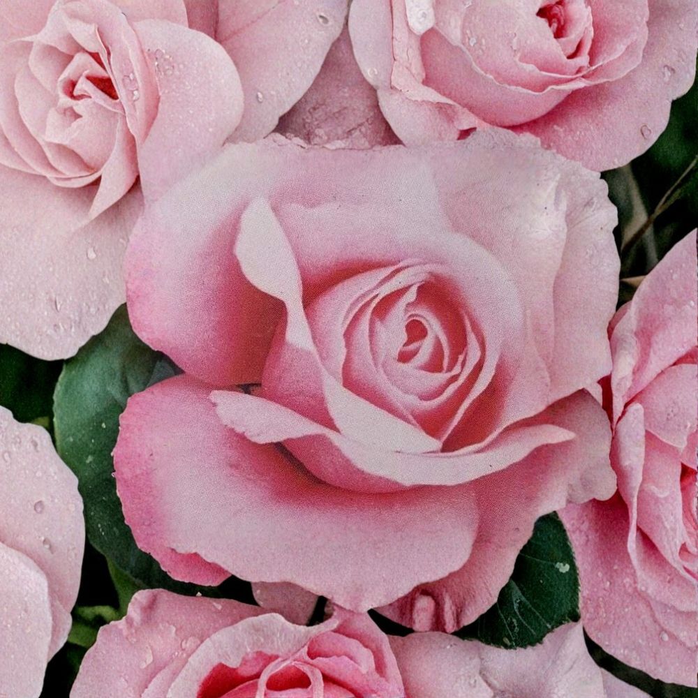 Queen Elizabeth Grandiflora Rose – Live Pink Rose Bush 2 Gallon | Elegant Garden Shrub
