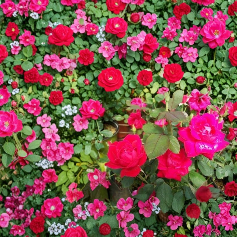 Double Knock Out® Red Rose Live Plant - 1 Gallon | Disease Resistant, Vibrant Red Blooms