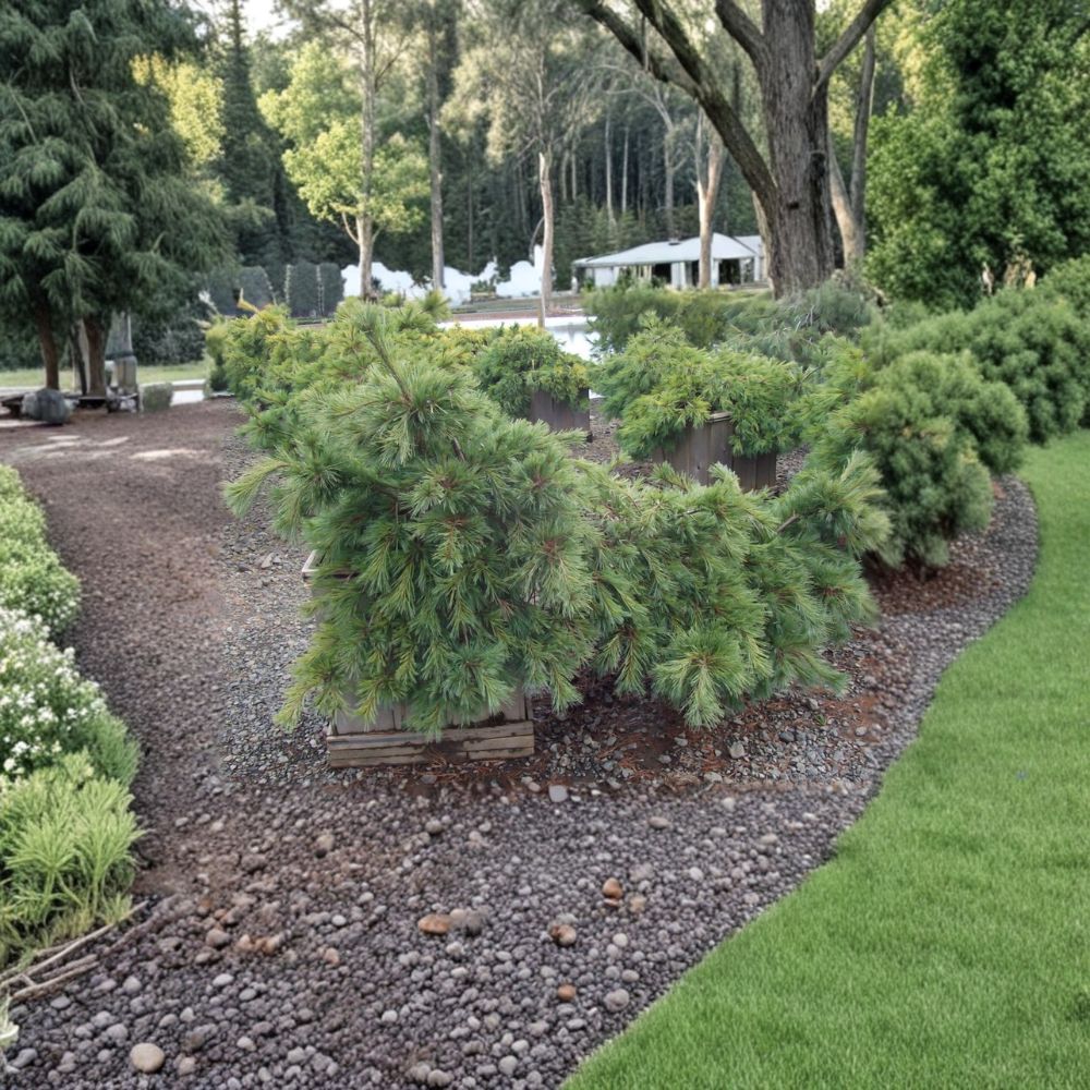 Pinus strobus 'Niagara Falls' – 12 Inch White Pine Live Plant in 1 Gallon Pot
