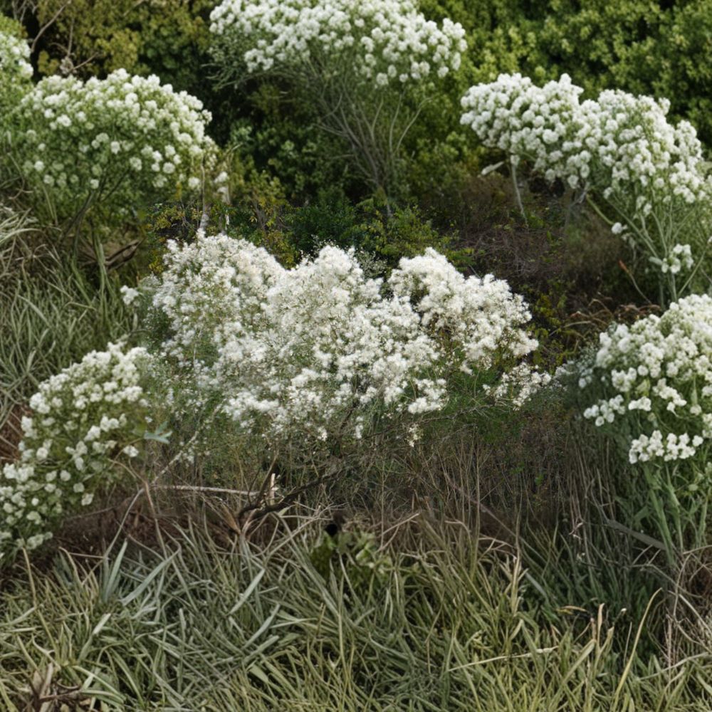 Baccharis halimifolia Live Plant | 2 Gallon Groundseltree Shrub | Native Coastal & Wildlife Friendly