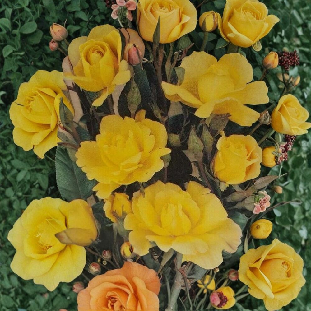 Climbing Golden Shower Rose – 3 Gallon Live Climbing Rose Plant with Daffodil Yellow Blooms