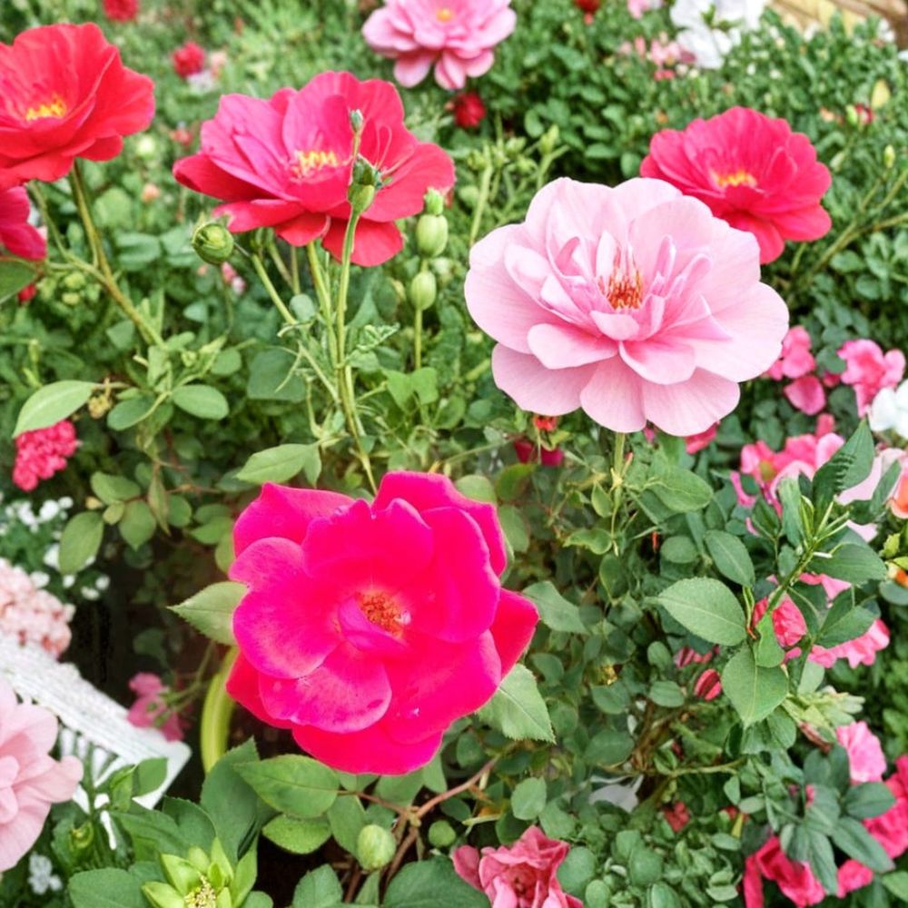 Red Knock Out® Rose Bush Live Plant - 3 Gallon | Cherry Red EarthKind® Shrub Rose