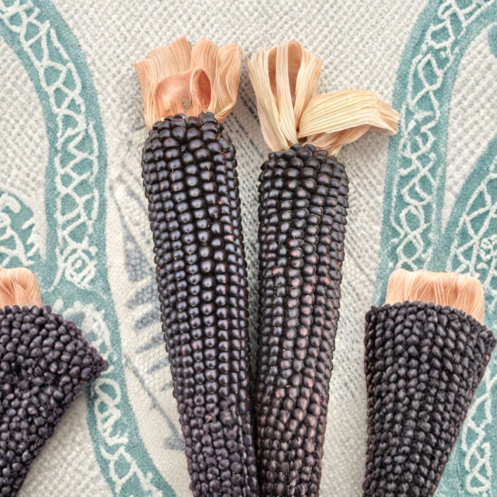 Dakota Black Popcorn Seeds | 100 Organic Heirloom Zea mays | Early Maturing Black Kernel Popcorn