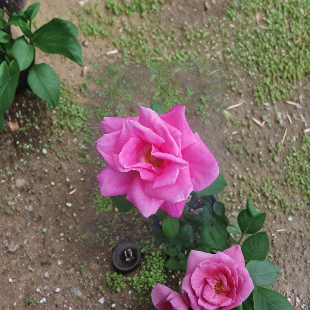 Perfume Delight Hybrid Tea Rose Live Plant – 5 Gallon Fragrant Pink Rose Bush