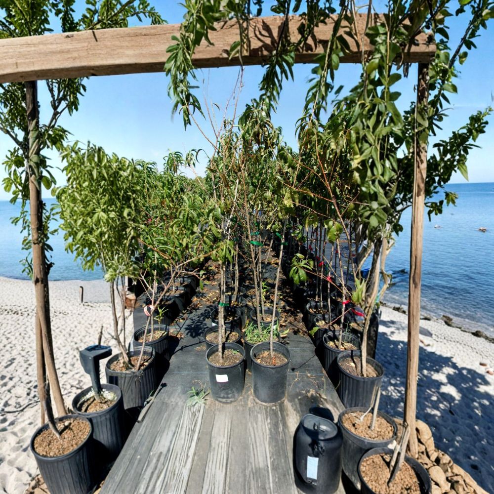 Flavor Rich Peach Tree - 4-6 Ft Tall Live Fruit Tree with Sweet Freestone Peaches