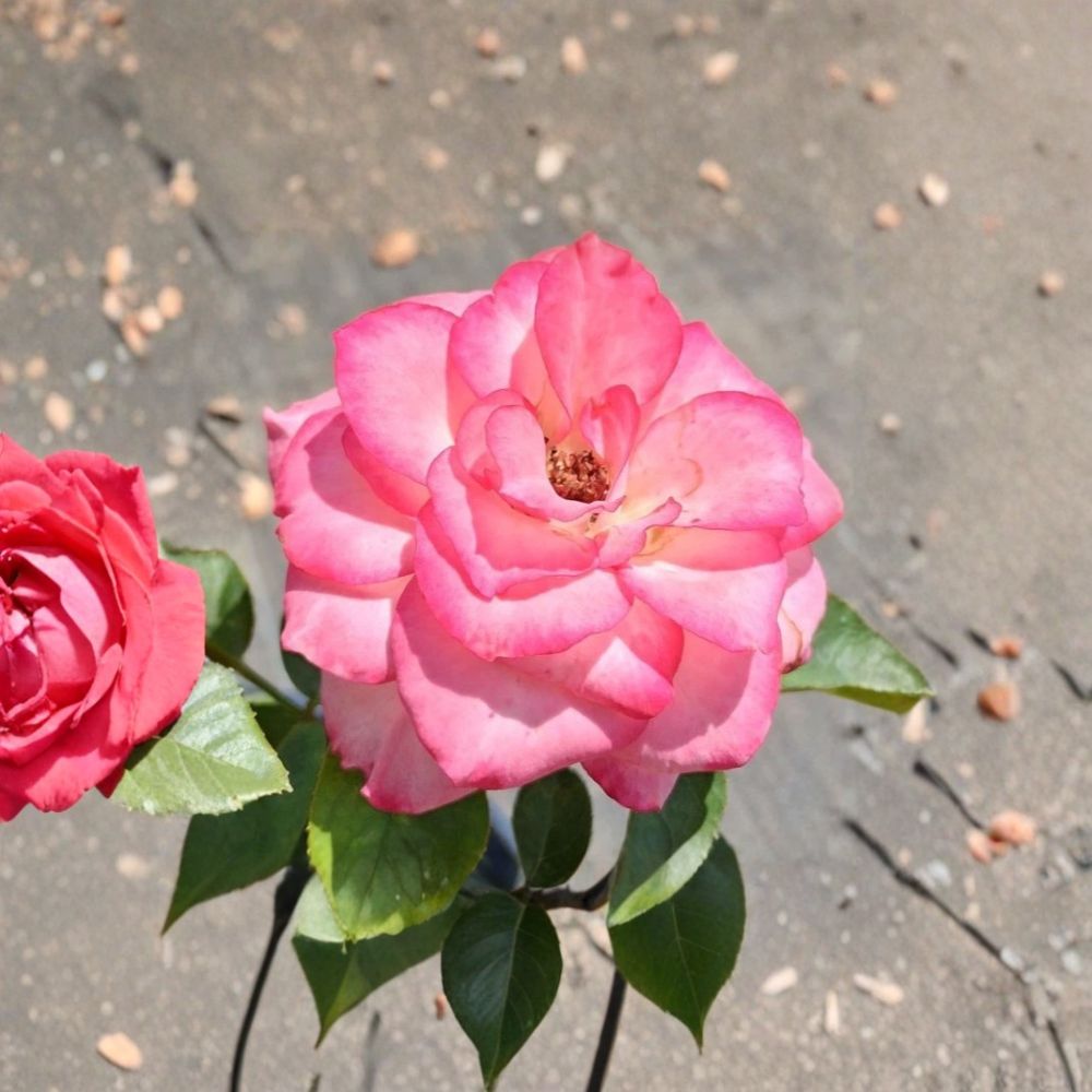 Nichole Everblooming Floribunda Rose - 3 Gallon Live Plant | White & Pink Blooms