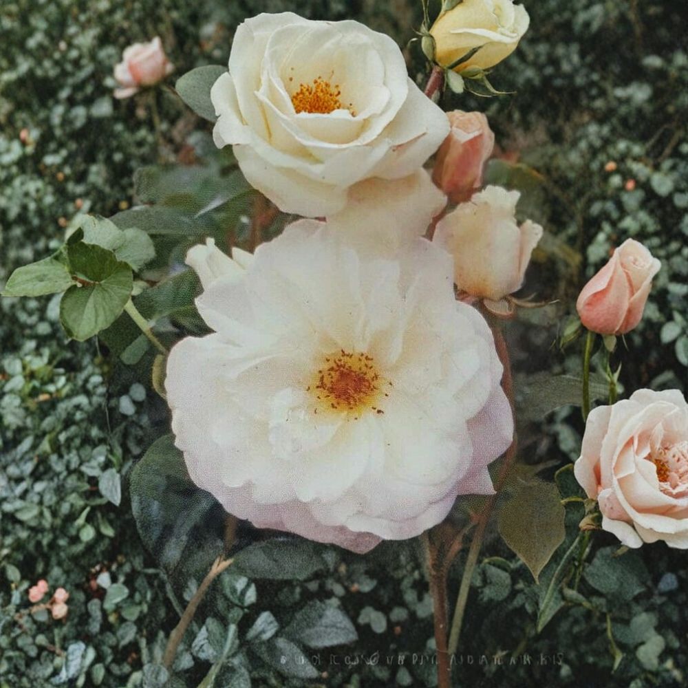 Iceberg Floribunda Rose Live Plant | 1 Gallon | Pure White Rosa hybrida