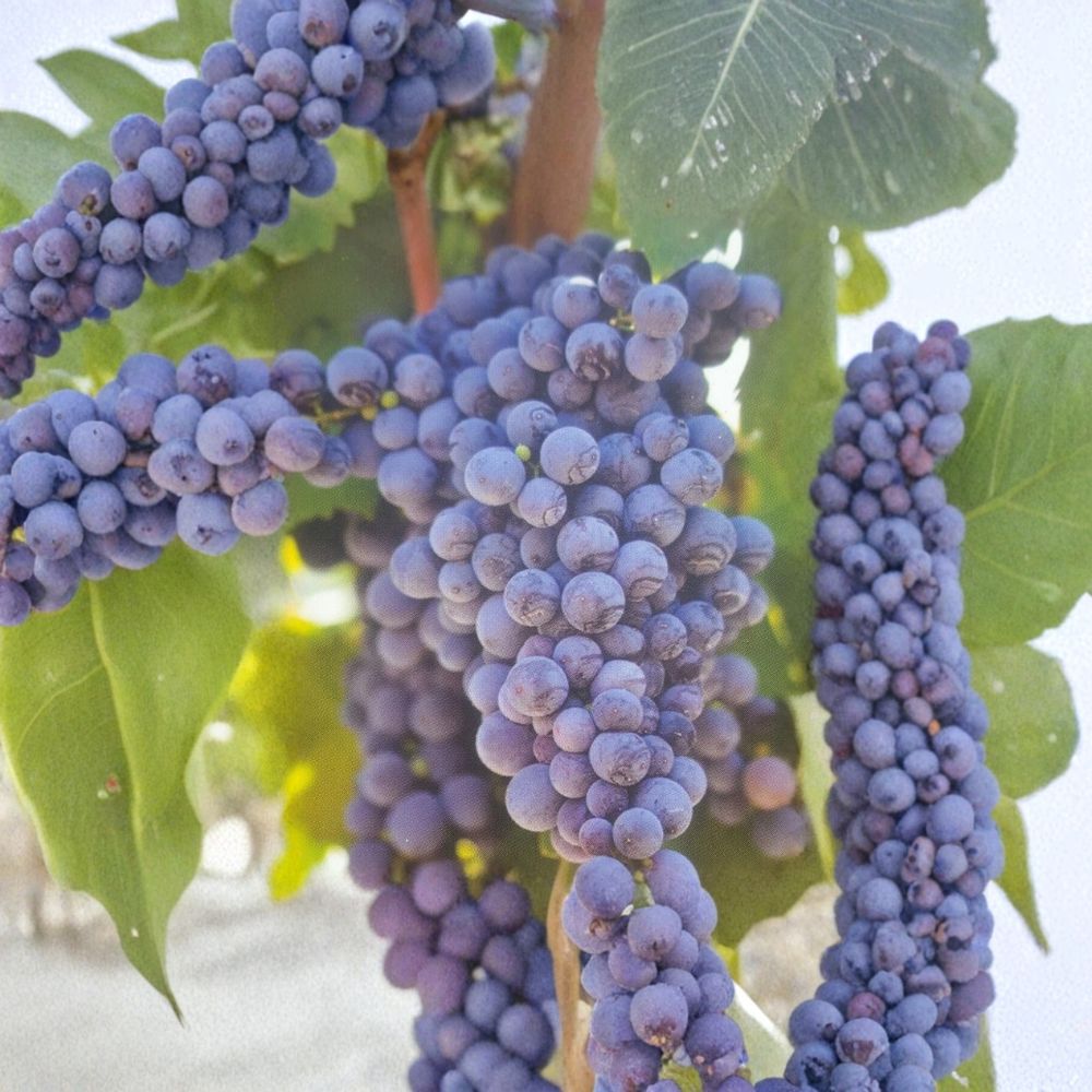 Fredonia Grape Vine – Vitis labrusca Live Plant | 1 Gallon | Early Ripening, Hardy Fruit Vine