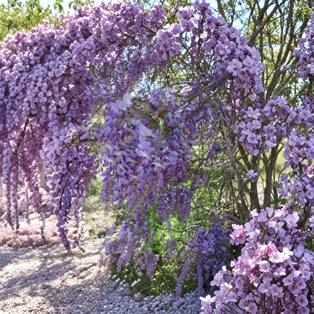 Purple Wisteria Live Flowering Vine Plant | 2 Gallon Size | Rooted & Trellis Friendly