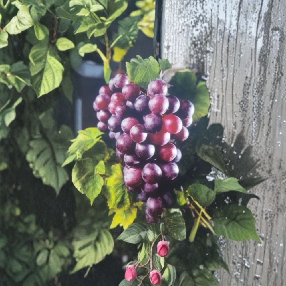 Black Beauty Muscadine Grape Vine – Vitis rotundifolia Live Plant | 1 Gallon | Sweet Black Grapes