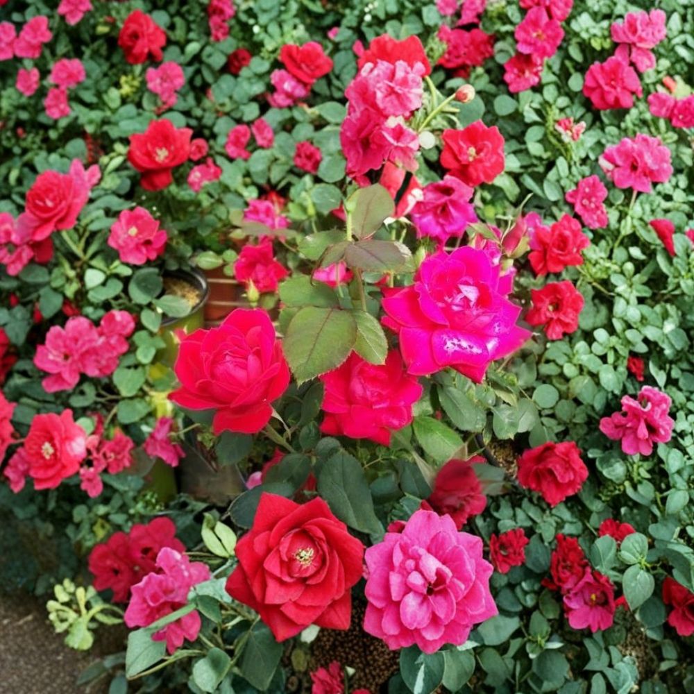Double Knock Out® Red Rose Live Bush Plant | 3 Gallon Rooted Rose | Disease Resistant Flowering Shrub