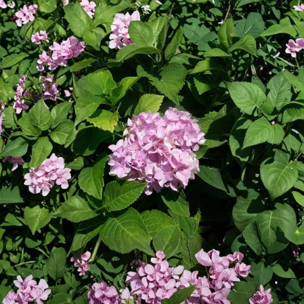 Nikko Blue Hydrangea Live Flowering Shrub 3 Gallon - Hydrangea macrophylla 'Nikko Blue'