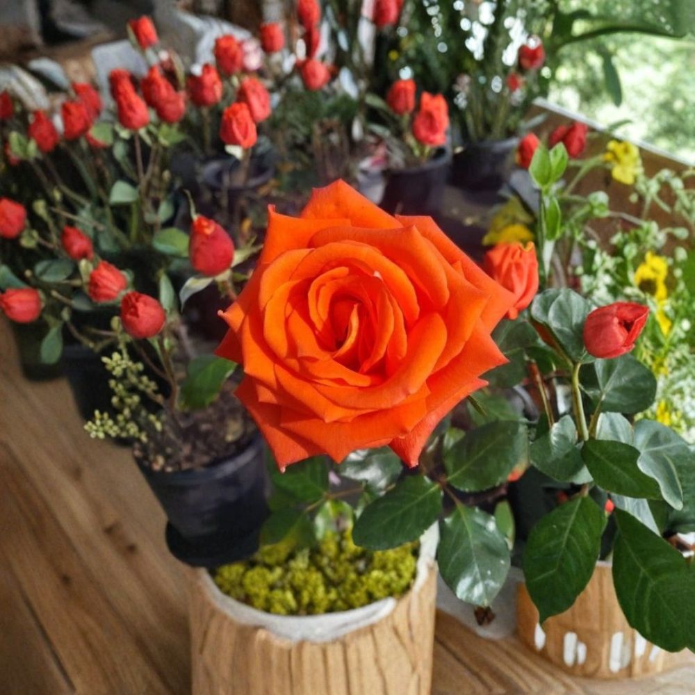 Marina Everblooming Floribunda Rose Live Bush Plant 5 Gallon Rooted Rose