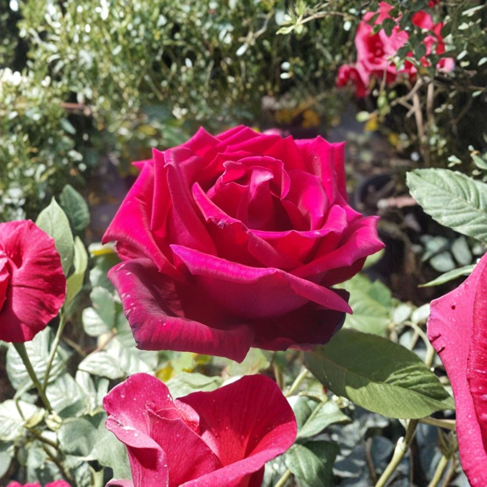 Traviata Hybrid Tea Rose - Live 5 Gallon Rose Bush with Fragrant Red Double Blooms