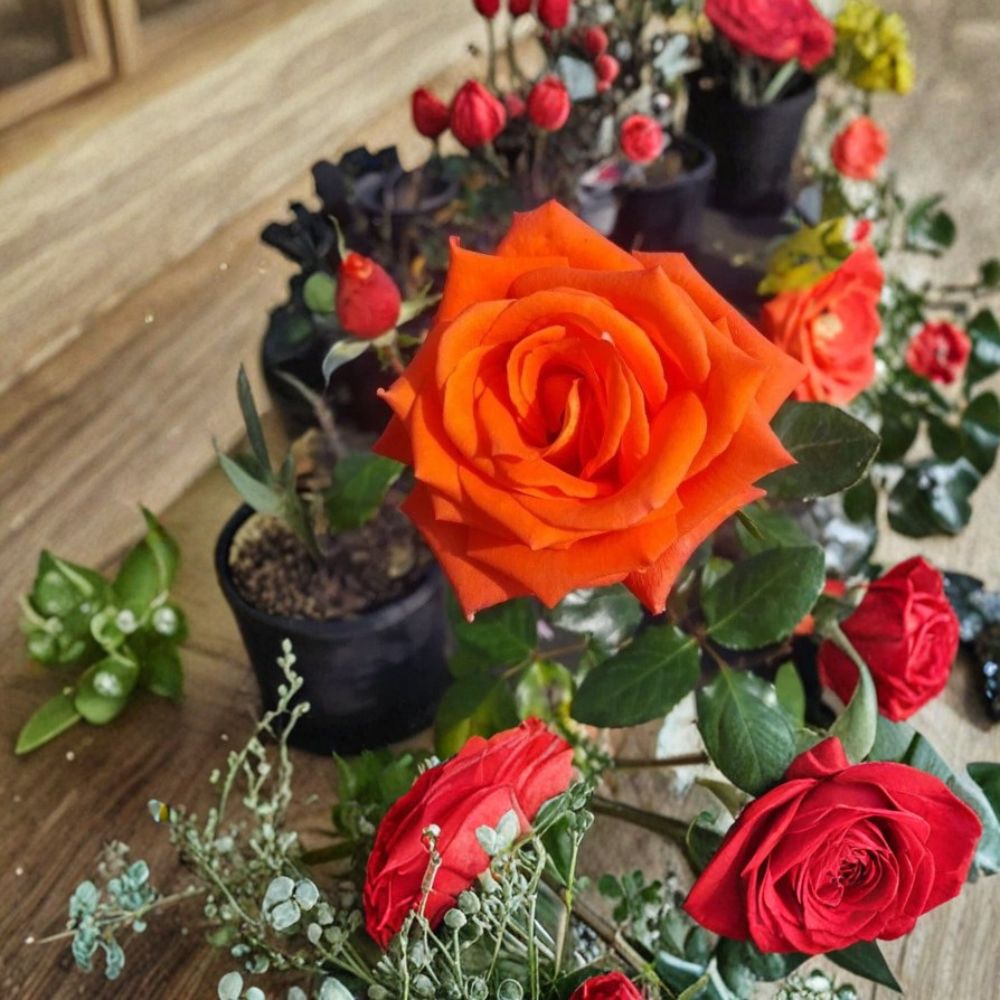 Marina Floribunda Rose Live Plant | 3 Gallon Salmon Orange Everblooming Rose Bush