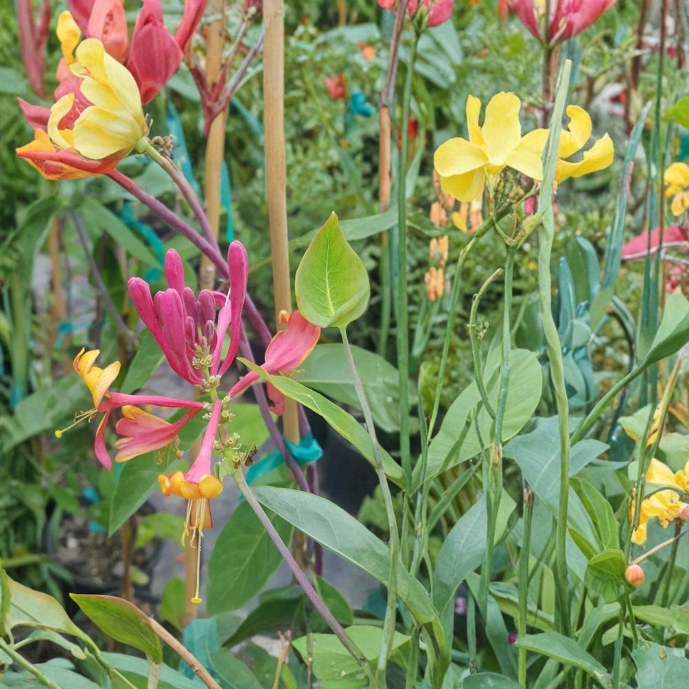 Pink Lemonade Honeysuckle Live Vine | 1 Gallon | Fragrant Pink Flowers | Hummingbird Friendly Climbing Vine