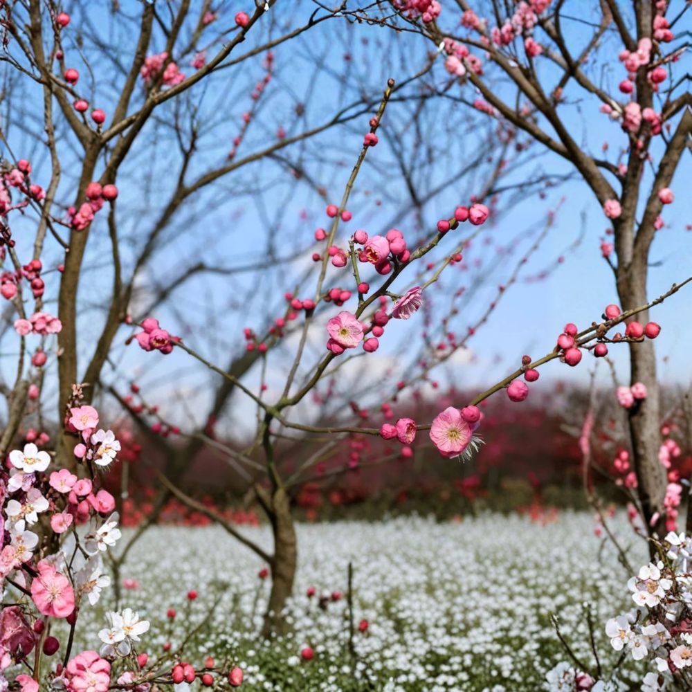 Mokel Japanese Flowering Apricot Tree Prunus mume Bare Root Pink Ume Plum Edible Fruit Cold Hardy