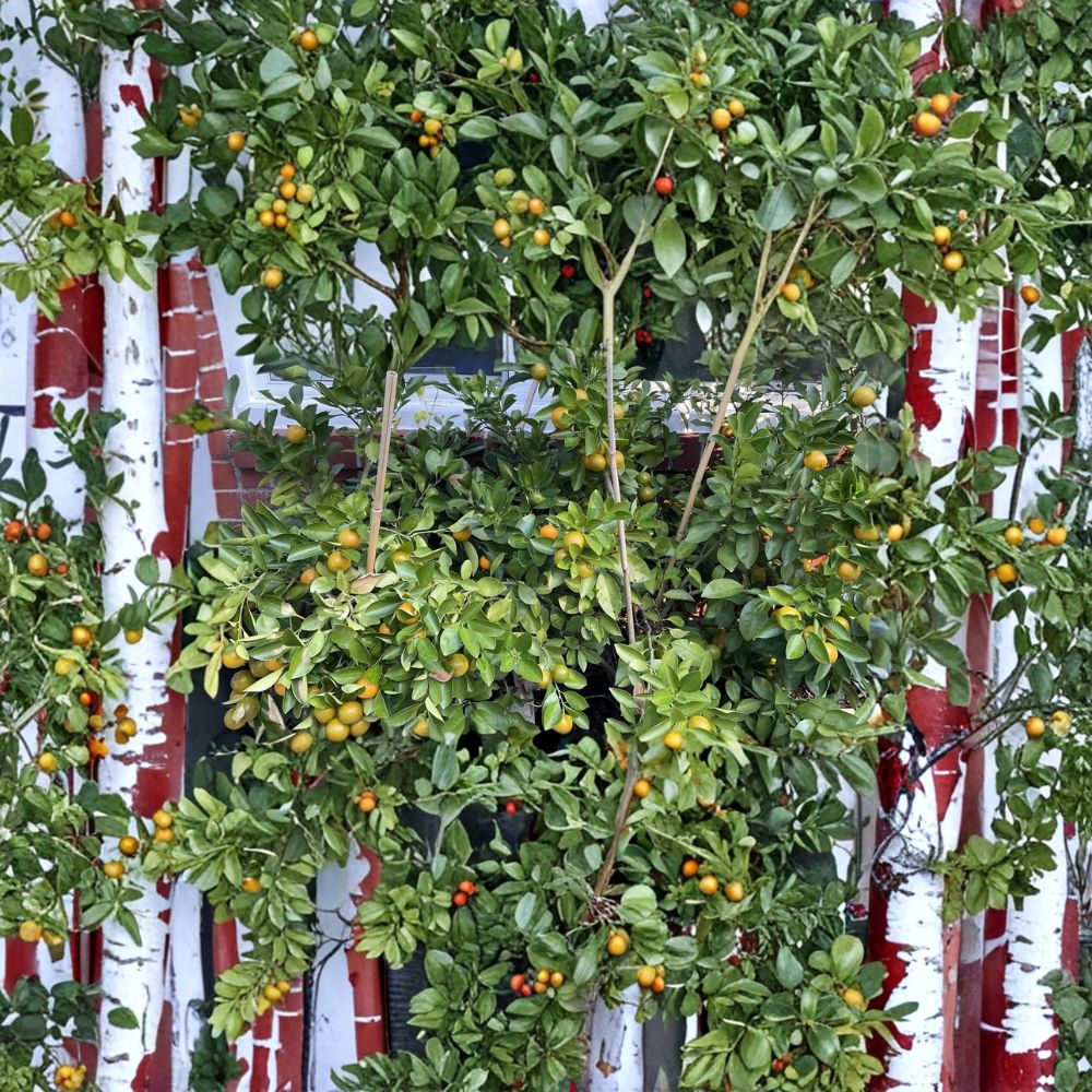 Calamansi Tree – 2–3 Inch Rooted Starter | Indoor Outdoor Everbearing Citrus Fruit Tree