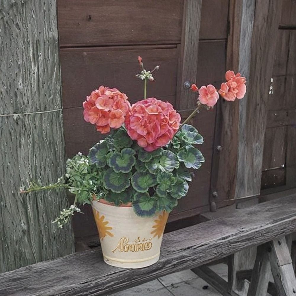 Maverick Series Coral Geranium Seeds – 10 Premium Seeds for Bright Coral Orange Blooms