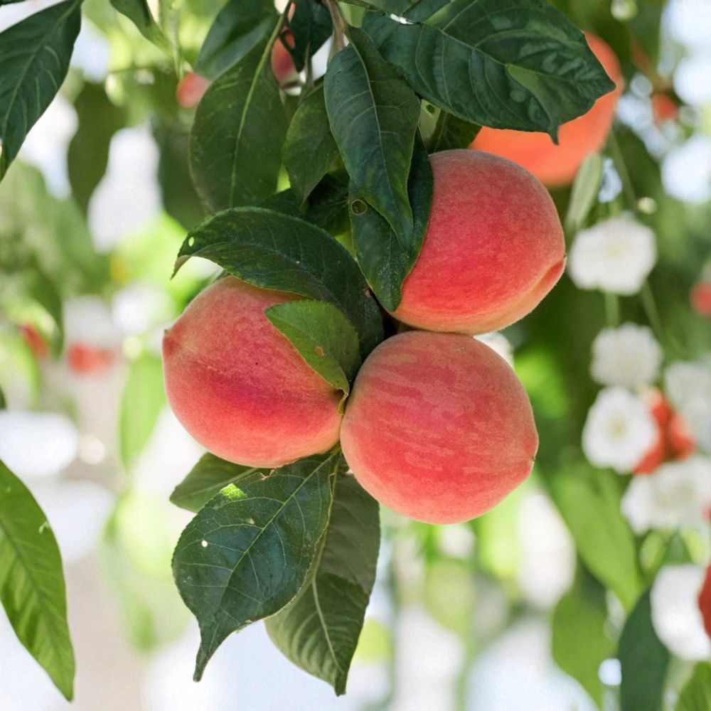 Babcock White Honey Peach Tree – 3 Ft Bare Root Prunus persica, Sweet Low Acid Freestone, Self-Fertile